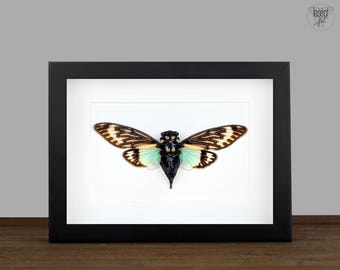 Real blue gold Ghost Cicada in 8x6 black Box Frame, Framed Oddities Display for Gothic and Taxidermy Wall Decor & Gift