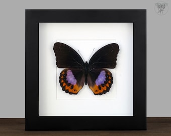 Framed Hypolimnas pandarus Butterfly: Real Insect Shadow Box Display