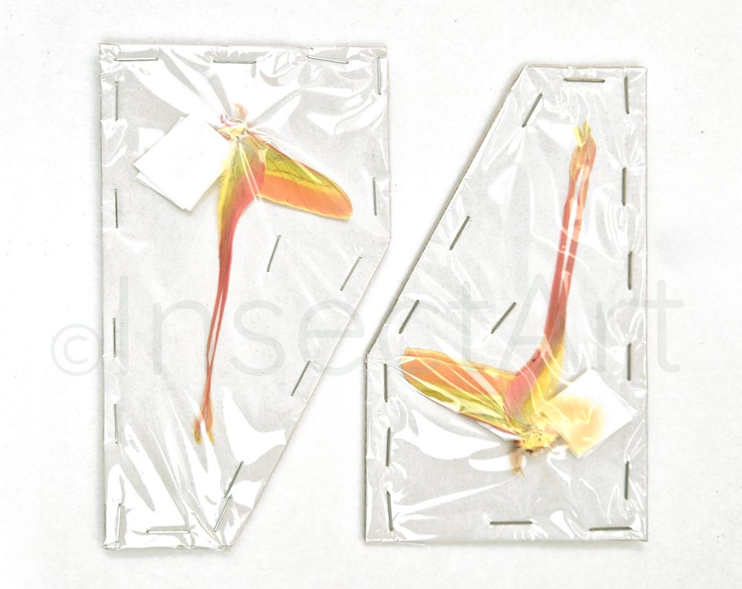 Actias dubernardi まとめて4♂セット Actias dubernardi Chine (CN) - 野生捕獲 - チャイニーズムーン