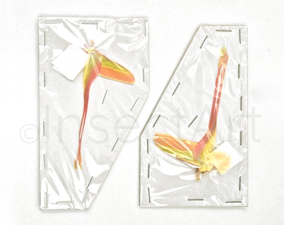 Actias dubernardi まとめて4♂セット Actias Dubernardi - Etsy