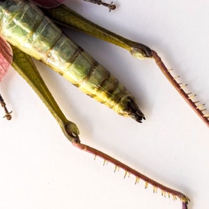 May include: A close-up of a dead grasshopper with green and yellow markings on its body. The grasshopper has pink wings and long, spiky legs.