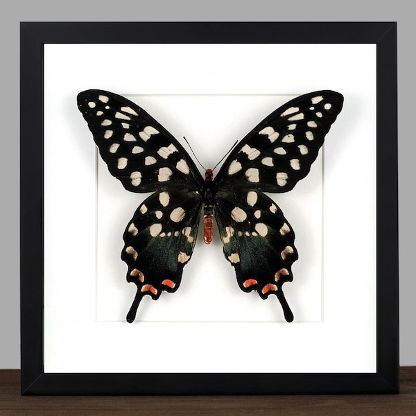 Echter Schmetterling Ritterfalter Papilio antenor gerahmt Bilderrahmen Entomologie Natur Wanddeko
