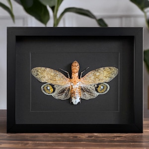 Könnte beinhalten: Ein gerahmtes Insektenspezimen mit großen, orangefarbenen und braunen Flügeln und auffälligen gelben Augen. Das Insekt ist auf einem schwarzen Hintergrund montiert und in einem schwarzen Rahmen ausgestellt.