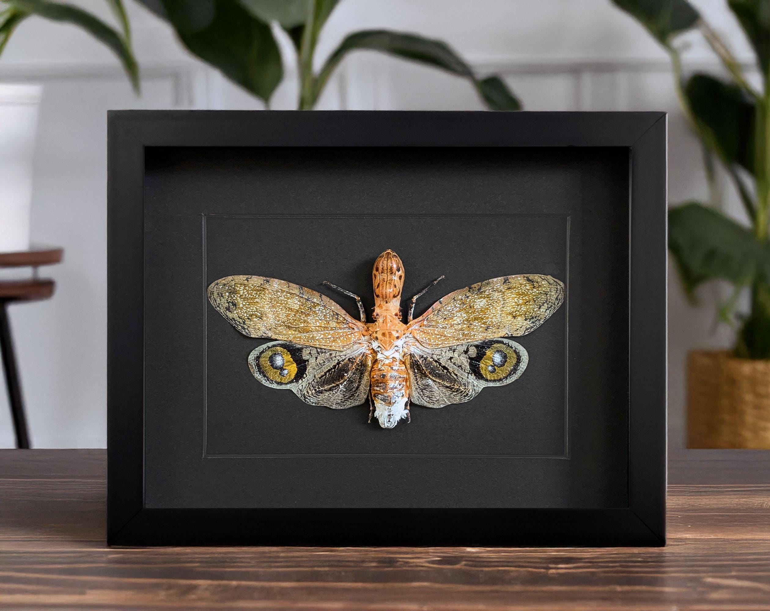 Taxidermy hummingbirds - Etsy 日本