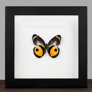 Framed Delias Butterfly: Entomology Shadow Box Display