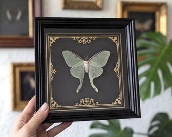 Luna Moth Frame – Real Actias Luna Specimen – Curiosity Cabinet Decor