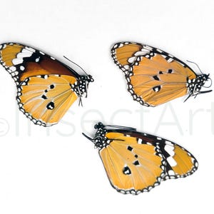 Real Danaus Chrysippus Butterflies: Unprepared Papered Specimens (Set of 2)
