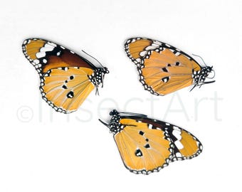 オオカバマダラ（Danaus plexippus）2匹、乾燥保存された蝶の標本