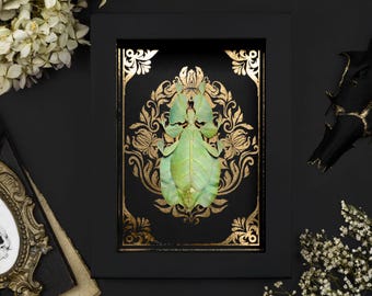 Framed Walking Leaf Insect: Gold Baroque Print Shadow Box
