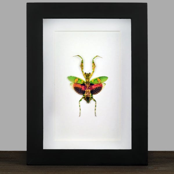 Marco de mantis religiosa enmarcado real, insecto seco, insecto muerto, taxidermia, arte de pared negro, decoración de rarezas, caja de sombras, Creobroter gemmatus