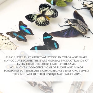 May include: A collection of framed butterflies and beetles with blue, black, white, and green wings. The text below the insects reads: "PLEASE NOTE THAT SLIGHT VARIATIONS IN COLOR AND SHAPE MAY OCCUR BECAUSE THESE ARE NATURAL PRODUCTS, AND NOT EVERY CREATURE LOOKS EXACTLY THE SAME. YOU MIGHT ALSO NOTICE SIGNS OF FLIGHT AND MINOR SCRATCHES BUT THESE ARE NORMAL BECAUSE THEY ONCE LIVED. THEY ARE PART OF THEIR UNIQUE NATURAL CHARM."