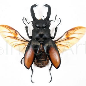 2x Hexarthrius parryi A1 males full prepared with open wings!
