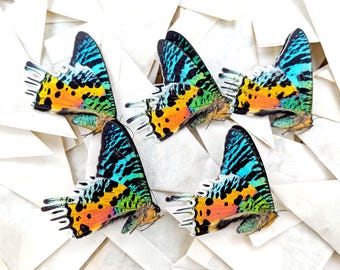 Urania Ripheus Sunset Moth Specimens – Real Madagascan Moths for Entomology & Pinning