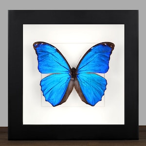 Può includere: Un esemplare di farfalla Morpho blu incorniciato con le ali spiegate. La farfalla è montata su uno sfondo bianco e incorniciata in una cornice nera.