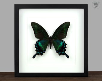 Real framed butterfly Papilio maackii Dried insect Wall Display Curiosities Oddities Gothic Home Decor