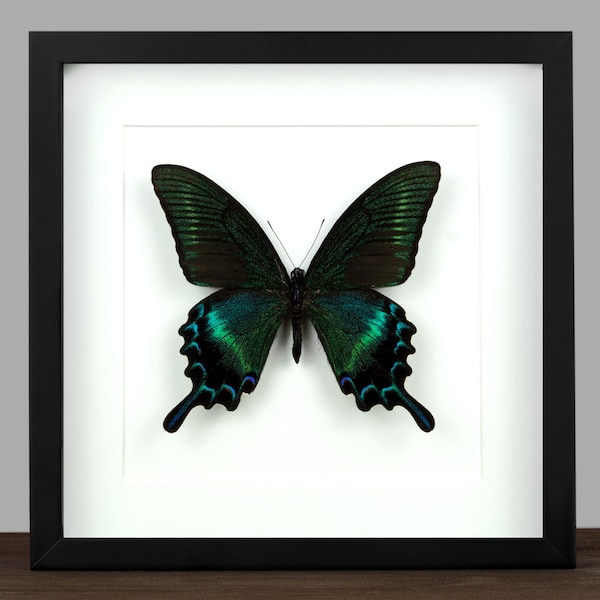 Real framed butterfly Papilio maackii Dried insect Wall Display Curiosities Oddities Gothic Home Decor