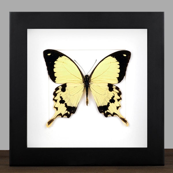 Echter Schmetterling gerahmt Papilio dardanus Entomologie Insekten Taxidermie Wanddeko Naturkunde Kunst Geschenkidee Naturliebhaber