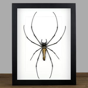 Può includere: Opera d'arte incorniciata raffigurante un grande ragno con lunghe e sottili zampe. Il ragno è nero e dorato, su sfondo bianco all'interno di una cornice nera. L'opera è etichettata "Insect Art" nell'angolo in alto a destra.