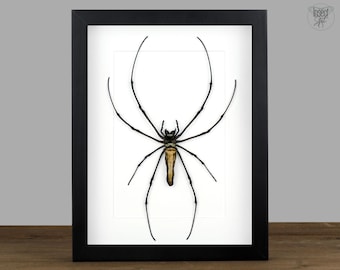 Real Gold Orb Weaver Silk Spider in 9x7 inch black Box Frame, Oddities Display for Gothic and Taxidermy Wall Decor & Gift