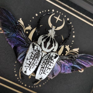 Goliath Käfer mit Rahmen: Golden Moon Gothic Home Decor