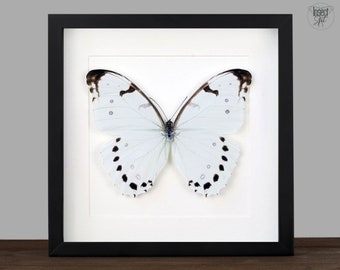 real Framed white morpho butterfly Morpho luna Shadow Box Bug Frame Taxidermy Taxadermy Wall Hanging Display Oddities Insectart Fairy