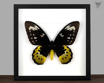 Framed Birdwing Butterfly: Real Insect Shadow Box - Entomology Wall Art