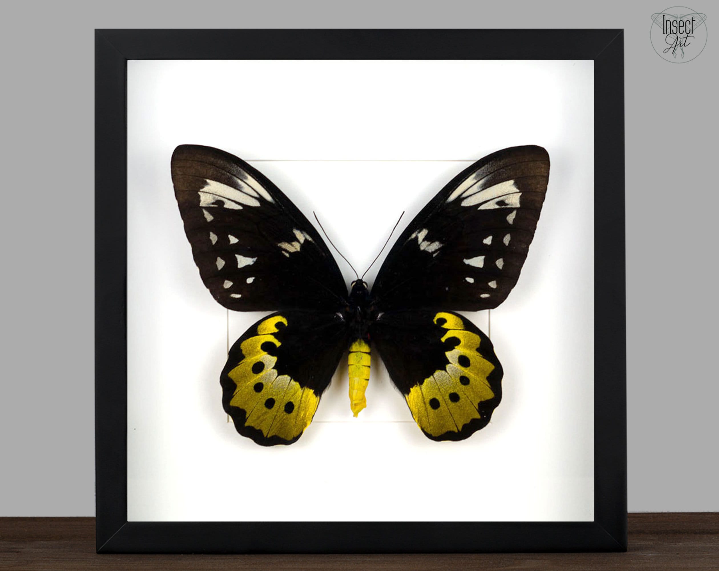 Cadre Sous Verre Avec Ailes De Papillon Véritables - Décoration Murale 32,5 X 20 Cm - Modèle Oiseau
