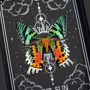 Tarot Die Sonne real Urania SunMoth Rahmen Getrocknete Schmetterling Motte Taxadermy Insekt Wand Kunst Gothic Halloween Decor