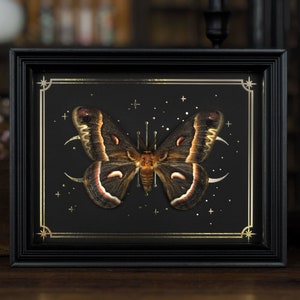 Saturnid Moth Hyalophora cecropia in black wooden shadow Box frame with gold printed moon and stars