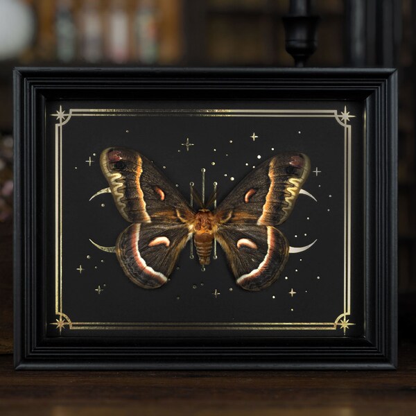 Saturnid Moth Shadow Box: Gold Moon & Stars - Hyalophora Cecropia