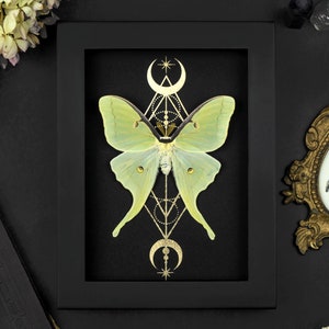 Framed Actias luna Moth Butterfly Shadow Box Frame Amtique Gothic decor Goldprint Tarot Crescent Moon Oddity Gothic Wall Decor Gift