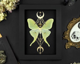 May include: A framed print of a green luna moth with gold geometric designs and crescent moons. The moth is centered in the frame and the design is symmetrical.