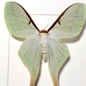 May include: A preserved green and white Luna moth with brown markings on its wings. The moth is displayed on a white background.