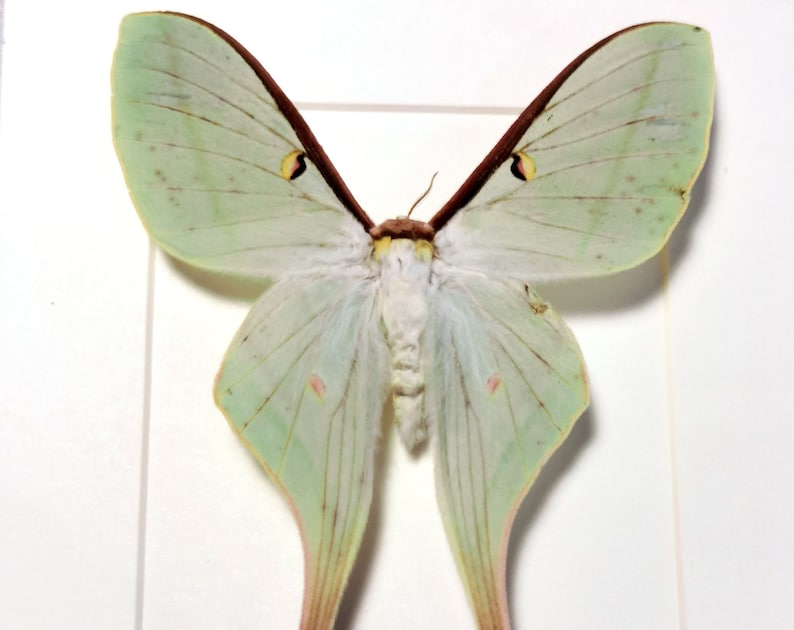 May include: A preserved green and white Luna moth with brown markings on its wings. The moth is displayed on a white background.