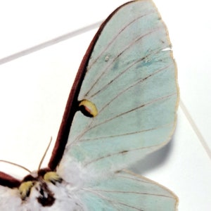 May include: A close-up of a light blue moth with brown and yellow markings on its wings. The moth is mounted on a white background.