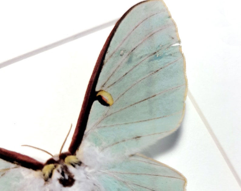 May include: A close-up of a light blue moth with brown and yellow markings on its wings. The moth is mounted on a white background.