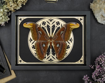 Real giant Atlas Moth Attacus Shadow Box Frame Insect Taxidermy Gold Ornament black Tarot Print Halloween Gothic Witch Wall Home Decor