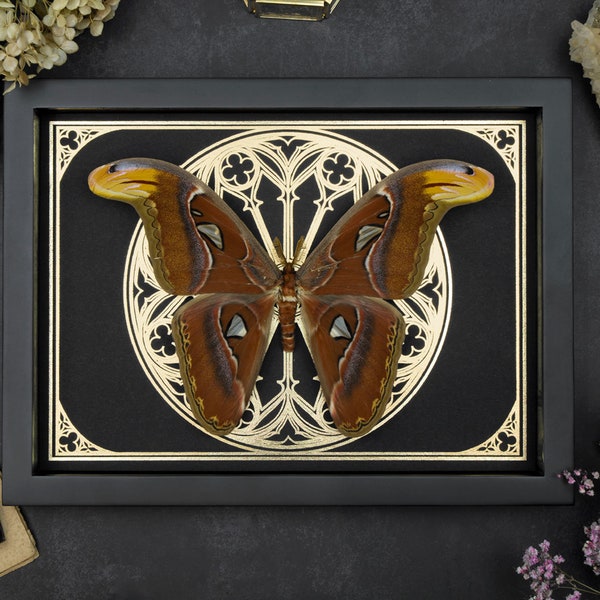 Real gigante Atlas Moth Attacus Shadow Box Marco Insecto Taxidermia Oro Adorno negro Tarot Impresión Halloween Gótico Bruja Pared Decoración del hogar