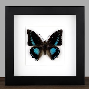 Framed Blue Butterfly: Charaxes imperialis Entomology Shadow Box