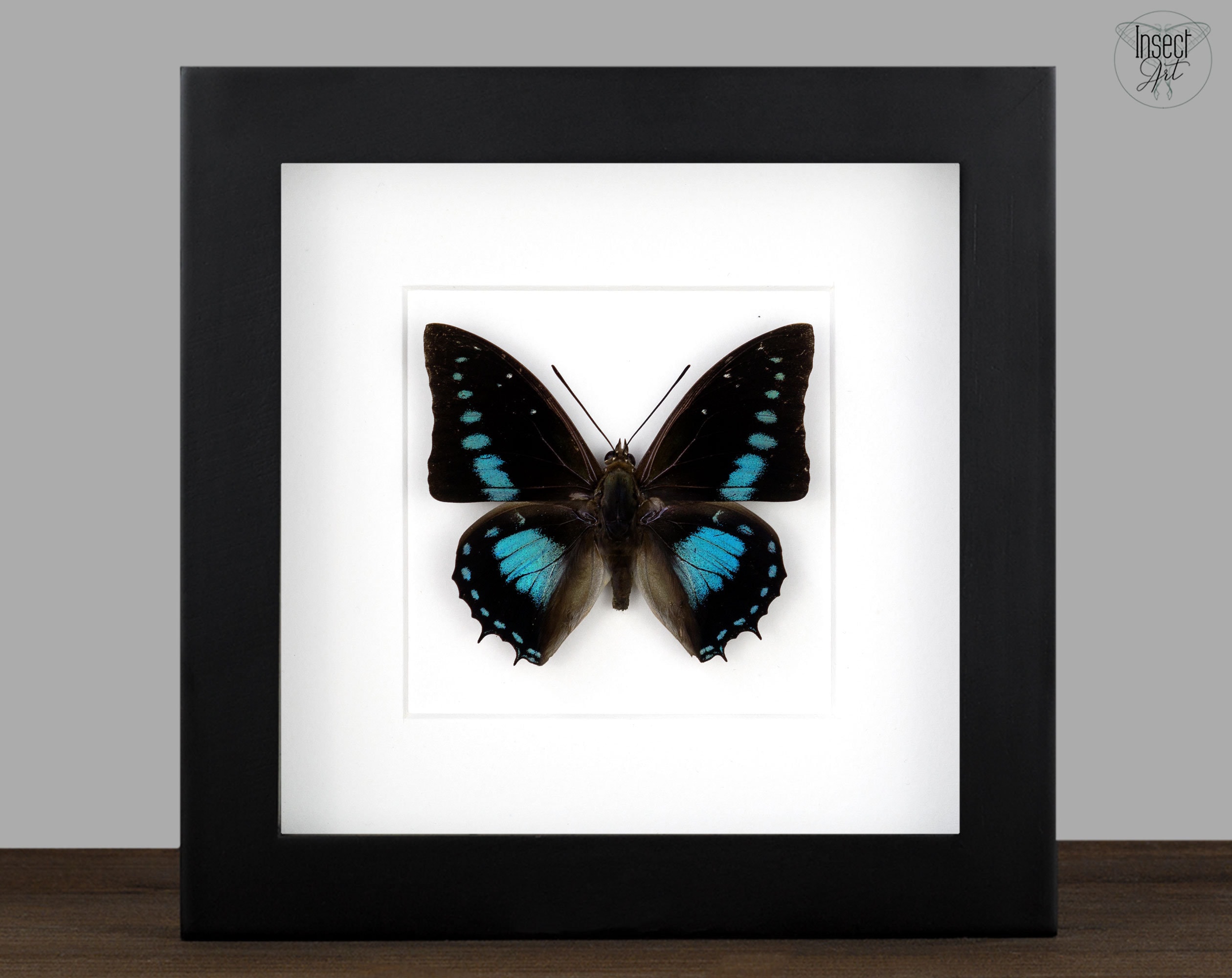 額入り青い蝶：Charaxes imperialis 昆虫学シャドーボックス - Etsy 日本