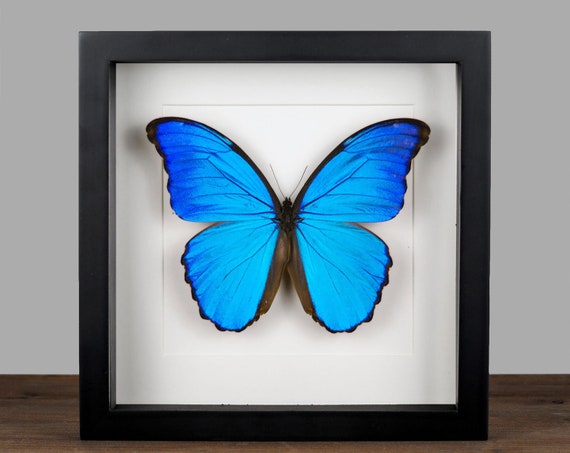 conservatief Reisbureau geef de bloem water Morpho didius Grote blauwe morpho echte vlinder fotolijst - Etsy Nederland