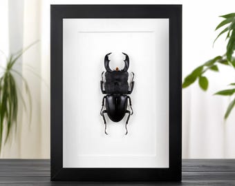 Framed Stag Beetle Dorcus titanus in Entomology Display, Insect Taxidermy Wall Art, Bug Lover Gift, Gothic and Oddities Decor