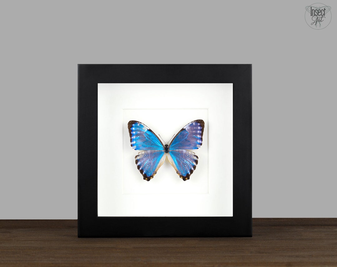 Real Framed Blue Morpho Portis Butterfly Shadow Box Bug Frame - Etsy