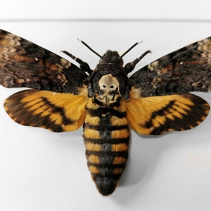 Real Framed Death Head Hawk Moth, Acherontia atropos Shadow Box Frame, Silence of the lambs Skull Moth, Moth Taxidermy, Insect Wall Decor image 5