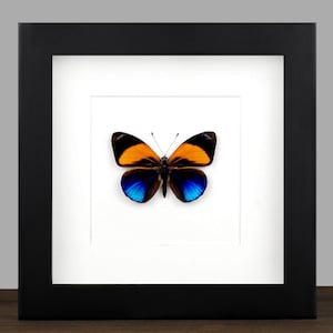 Gerahmter Asterope markii Schmetterling: Echtes Insekt Schatten Box Display