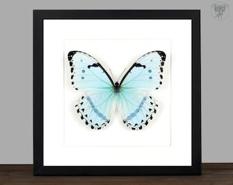 Véritable papillon blanc encadré, cadre Shadow Box Morpho catenarius, curiosité taxadermie des papillons, papillon de la forêt tropicale humide