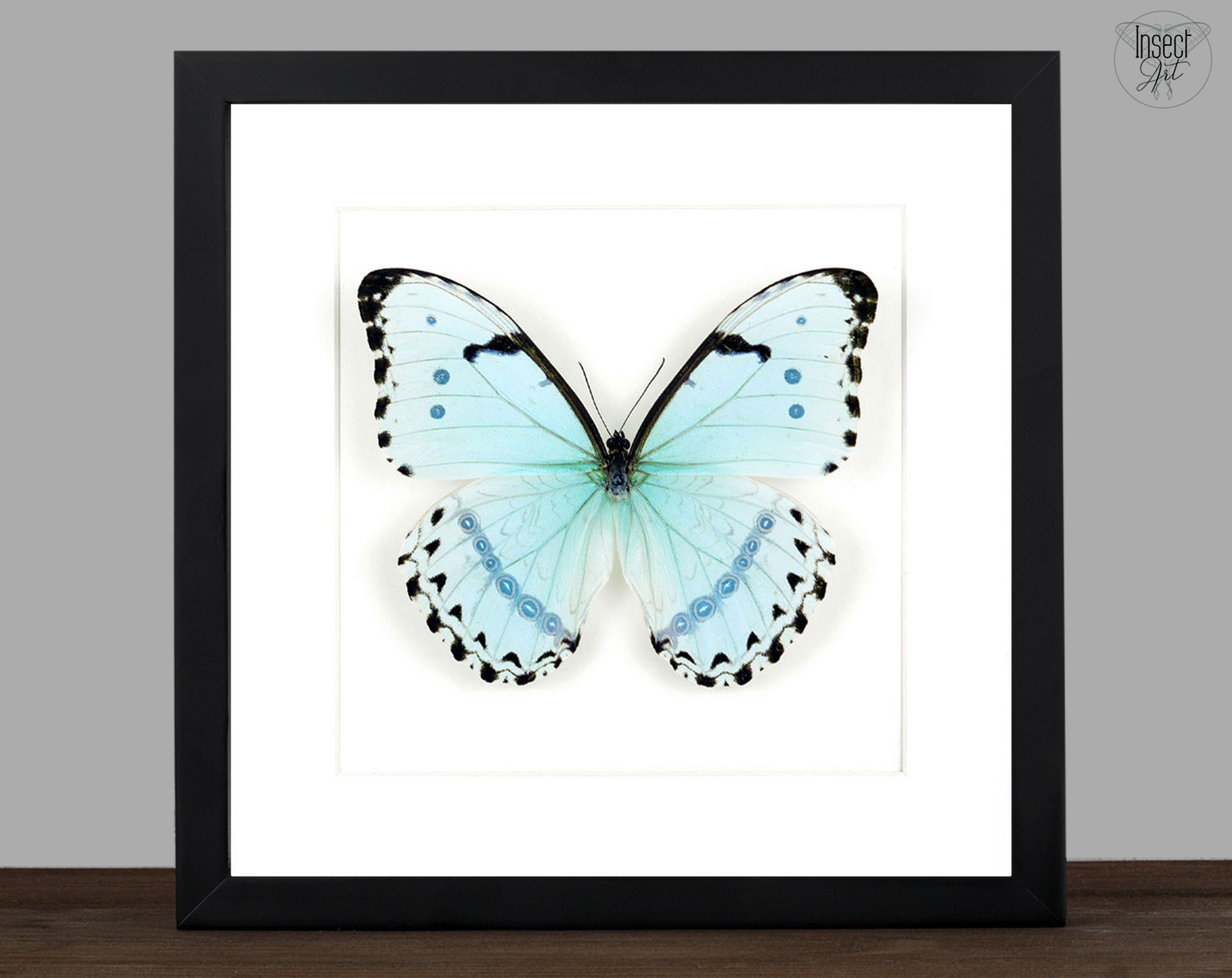 Morpho catenarius - Etsy 日本