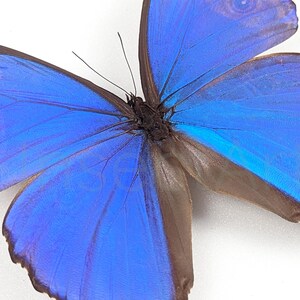 Real Framed Blue Butterfly Giant Morpho Shadow Box Frame Moth ...