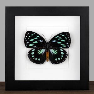 May include: A framed butterfly specimen with black wings and green and blue markings. The butterfly is displayed on a white background with a black frame.