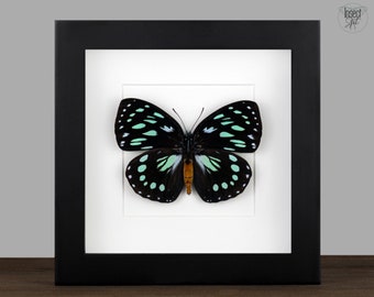 Mariposa Euxanthe Eurinome enmarcada: Insecto verde pálido (16 x 16 cm)